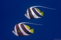 Heniochus diphreutes (Schooling Bannerfish)