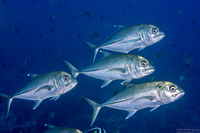 Caranx sexfasciatus (Bigeye Trevally)