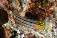 Ecsenius bathi (Bath's Coralblenny)