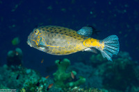 Ostracion cubicum (Yellow Boxfish)