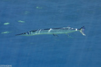 Tylosurus crocodilus (Houndfish)