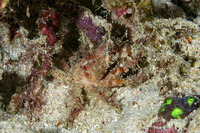 Tiarinia sp.1 (Red-Eyed Decorator Crab)