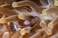 Ancylomenes sarasvati (Sarasvati Anemone Shrimp)