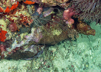 Comanthus parvicirrus (Common Crevice Feather Star)