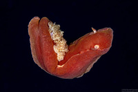 Hexabranchus lacer (Spanish Lace Dancer)