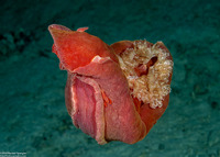 Hexabranchus lacer (Spanish Lace Dancer)