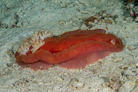 Hexabranchus lacer (Spanish Lace Dancer)