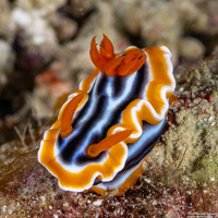 Chromodoris magnifica (Magnificent Chromodoris)