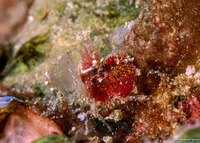 Neostylodactylus litoralis (Inshore Hairy Shrimp)