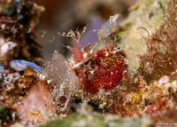 Neostylodactylus litoralis (Inshore Hairy Shrimp)