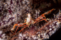 Epialtidae sp.2 (Reddish Spider Crab)