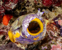 Pseudoceros laingensis (Laing Island Flatworm)