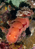 Hexabranchus lacer (Spanish Lace Dancer)