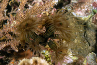 Tubastraea micranthus (Black Sun Coral)