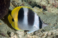 Chaetodon ulietensis (Pacific Double-Saddle Butterflyfish)