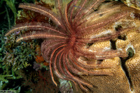 Stephanometra sp.2 (Turnip Feather Star)