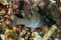 Pristicon trimaculatus (Threespot Cardinalfish)