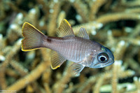 Nectamia luxuria (Multi-Barred Cardinalfish)