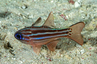 Ostorhinchus compressus (Splitband Cardinalfish)