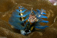 Spirobranchus sp.1 (Christmas Tree Worm)