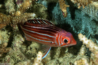 Sargocentron cornutum (Threespot Squirrelfish)