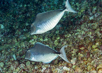 Naso brachycentron (Humpback Unicornfish)