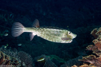 Ostracion rhinorhynchos (Horn-Nosed Boxfish)