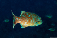 Plectropomus oligacanthus (Highfin Coral Grouper)