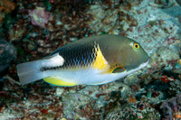 Choerodon anchorago (Anchor Tuskfish)