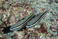 Valenciennea helsdingenii (Twostripe Goby)