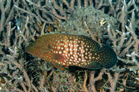 Cephalopholis cyanostigma (Bluespotted Grouper)