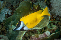 Siganus vulpinus (Foxface Rabbitfish)