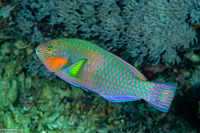 Scarus rivulatus (Surf Parrotfish)