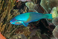 Scarus dimidiatus (Yellow-Barred Parrotfish)