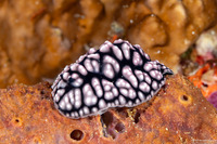 Phyllidiella pustulosa (Pustulose Phyllidia)