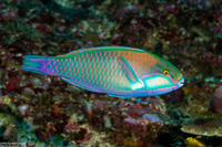 Chlorurus bleekeri (Bleeker's Parrotfish)