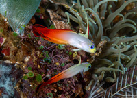 Nemateleotris magnifica (Fire Dartfish)