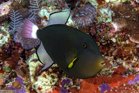 Melichthys vidua (Pinktail Triggerfish)