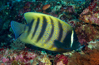 Pomacanthus sexstriatus (Six-Banded Angelfish)