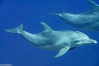 Tursiops truncatus (Bottlenose Dolphin)