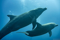 Tursiops truncatus (Bottlenose Dolphin)