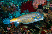 Ostracion cubicum (Yellow Boxfish)