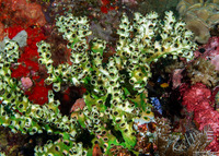 Tubastraea micranthus (Black Sun Coral)