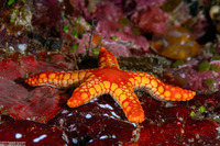 Fromia monilis (Peppermint Sea Star)