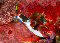 Nembrotha chamberlaini (Chamberlain's Nembrotha)