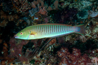 Hologymnosus doliatus (Pastel Ring Wrasse)