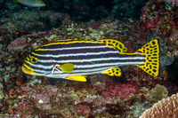 Plectorhinchus vittatus (Oriental Sweetlips)