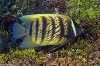 Pomacanthus sexstriatus (Six-Banded Angelfish)