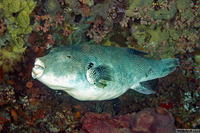 Arothron caeruleopunctatus (Blue-Spotted Puffer)