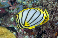 Chaetodon meyeri (Meyer's Butterflyfish)